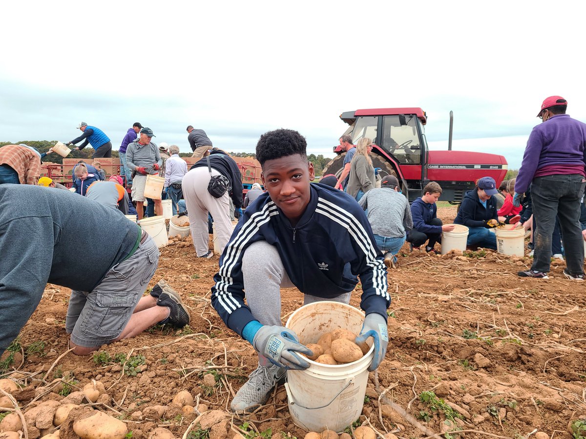 GilmanSchool's tweet photo. Hounds and their families harvested nearly 100,000 pounds of potatoes this weekend for our first Service Saturday of 2021-2022—the produce will go to food banks throughout MD and PA!

Thanks to everyone who came together for this important service-learning initiative! https://t.co/fQHxL8iNKr