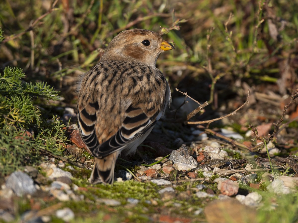 In de #N3mp fourageert een  #Sneeuwgors. #Snow_Bunting #Plectrophenax_nivalis <a href="/vogelnieuws/">Vogelbescherming NL</a> #Zoetermeer #Theus #Nature_Photography <a href="/IVNzuidholland/">IVN Zuid-Holland</a> @Natuurmonument <a href="/ZHLandschap/">Zuid-Hollands Landschap</a> <a href="/waarneming/">Waarneming.nl</a> <a href="/vroegevogels/">Vroege Vogels</a> @natuuronline @naturanotitia #natuurfotografie #volgdenatuur #vogelskijken
