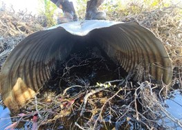 naacap's tweet photo. Over the past summer, we have visited more than 100 culverts around Placentia Bay and assessed more than 40 that are fish-bearing in order to help prioritize aquatic connectivity restoration efforts. https://t.co/AuyUtRazQE