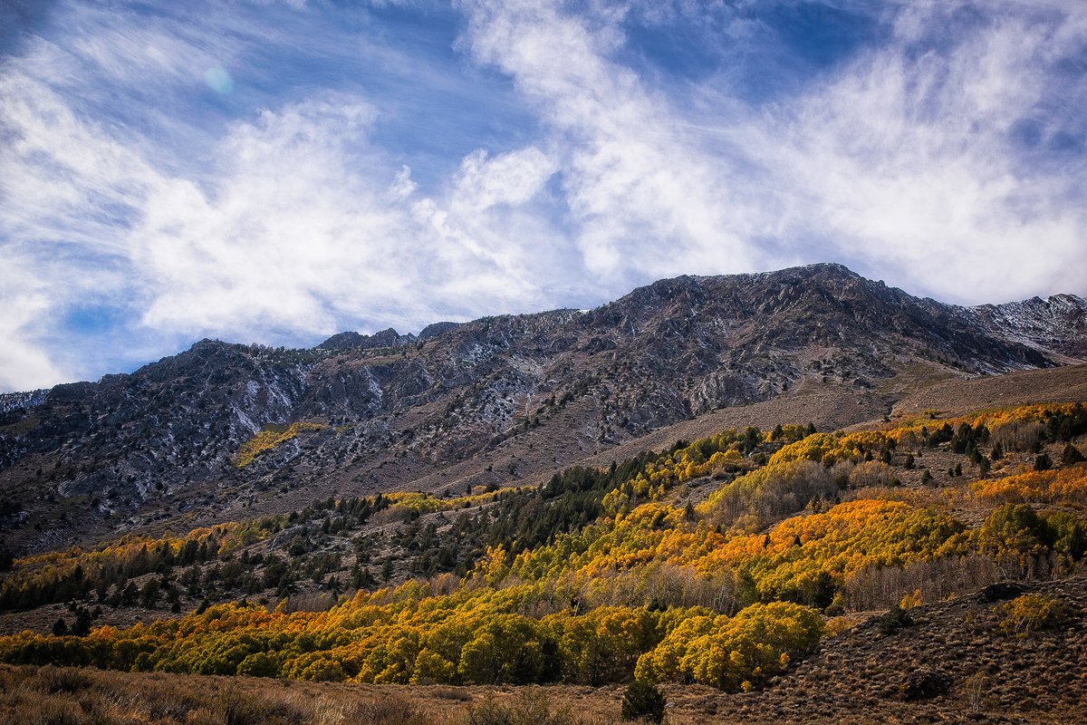 CalifFallColor's tweet image. June Lake was busting out last week, as seen on CaliforniaFallColor.com #fall #autumn #fallcolors #autumncolors #autumnleaves #autumnfalls #fallvibes #autumnwatch #landscapephotography @visitmammoth @EasternSierra @VisitCA