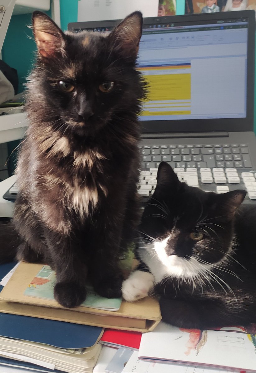 PaoloBorg's tweet photo. Allora troviamo un accordo
Io finisco di lavorare e voi +20% di crocchette e togliamo il #CatPass https://t.co/96E8f0Owel