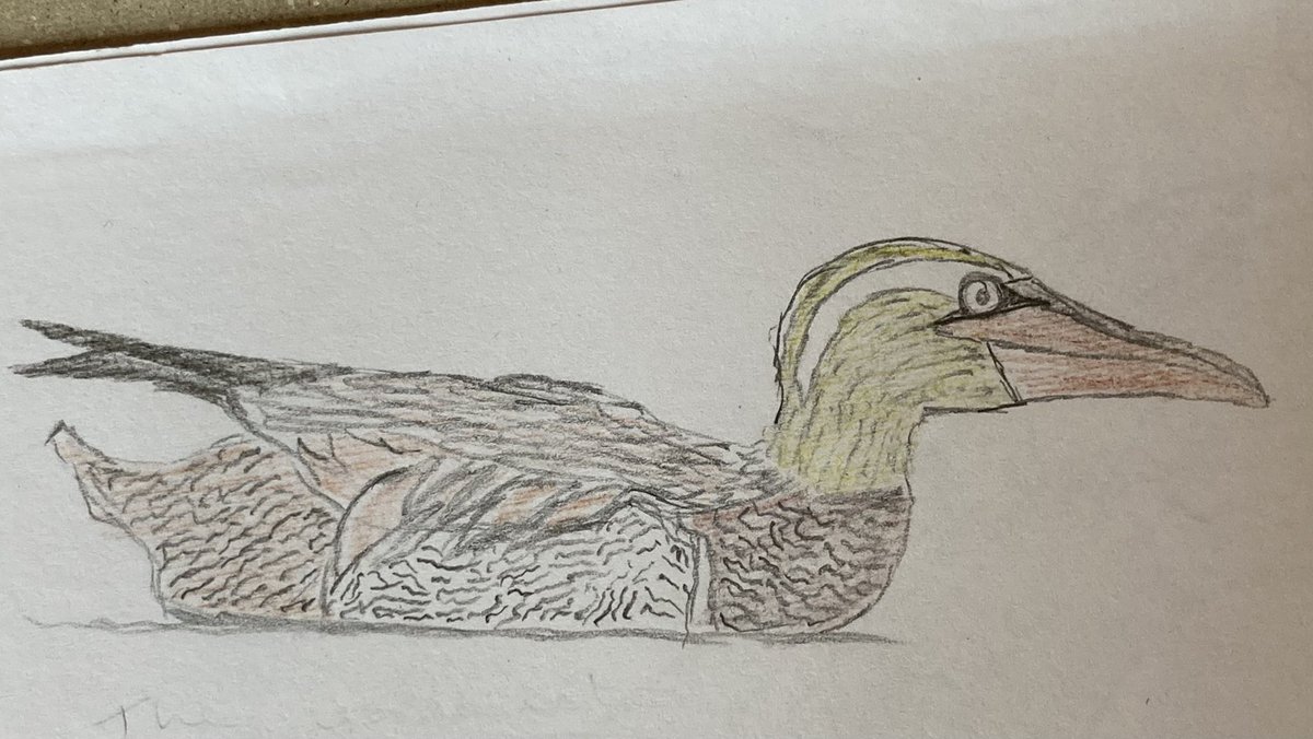 samgod96's tweet photo. One of my favourite drawings completed so far, one from a while back as I’ve been away, and now busy with work.
A Gargannet, in all its… Glory?
As always, drop any ideas below! #inventabird https://t.co/pd4y7Z96D5