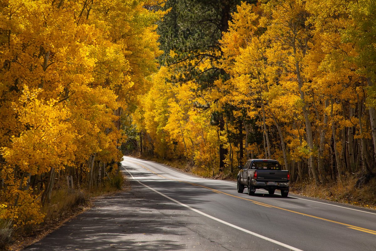 CalifFallColor's tweet image. It was last call when this photo was taken along the #junelakeloop in @EasternSierra as seen on CaliforniaFallColor.com #fall #autumn #autumnfalls #autumnwatch #autumnleaves #fallvibes #fallcolor @visitmammoth @VisitCA