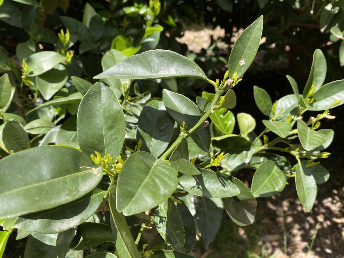 JacquesFouche2's tweet photo. Delayed flush due to harvest running until  mid Sep. Rest of tree is post petal fall and 10-20 cm flush. New flush is very attractive for thrips. https://t.co/Bgd3dPwsQp