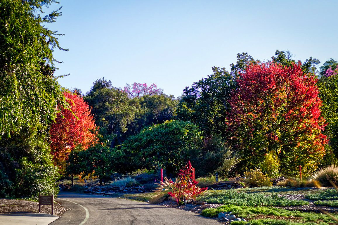 CalifFallColor's tweet image. Autumn Blaze (Freemans maple) is an early peak at the @LAArboretum in Arcadia, as reported on CaliforniaFallColor.com #fall #autumn #autumnwatch #autumnleaves #fallvibes #AutumnFalls #Autumnvibes @discoverLA #Arboretum