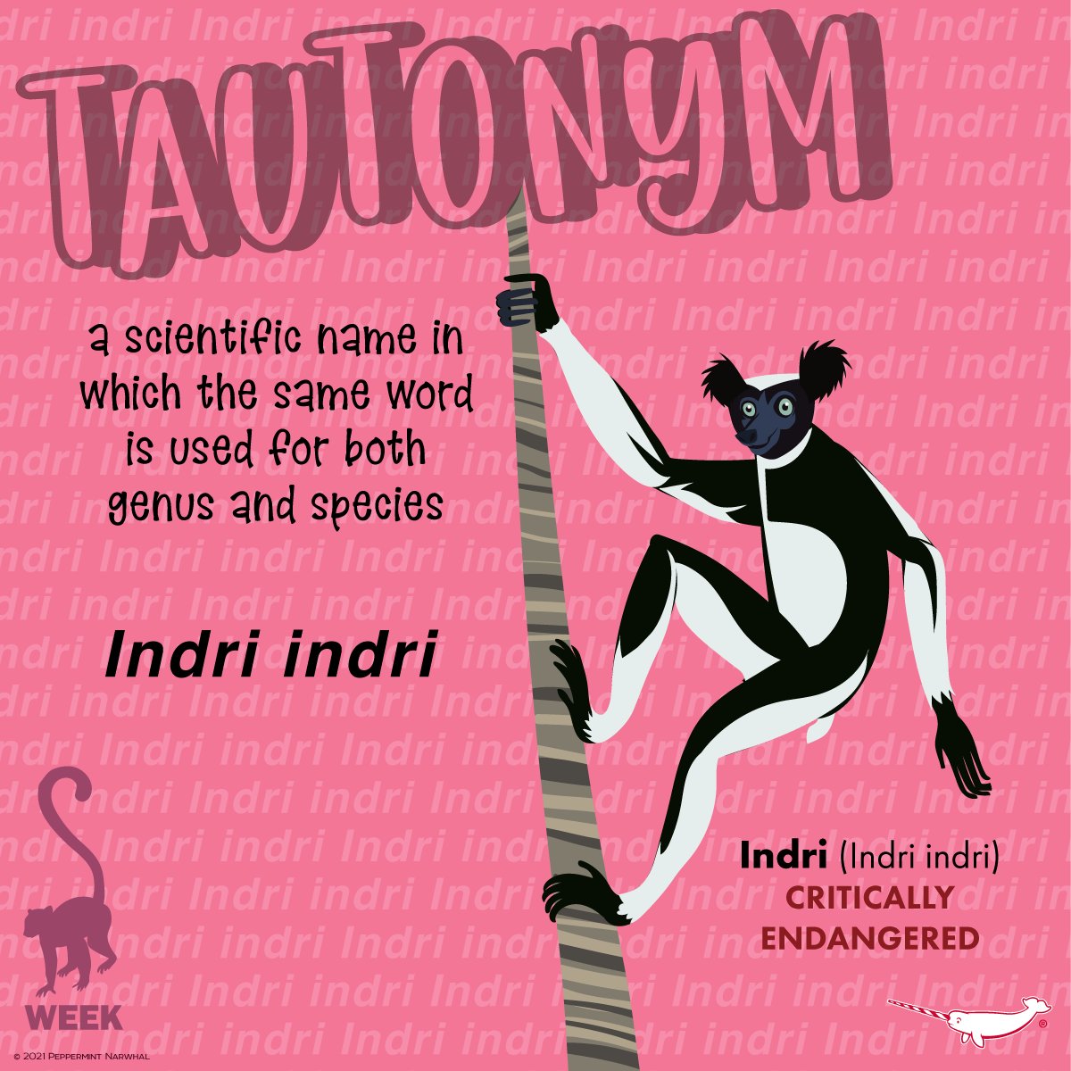 PepomintNarwhal's tweet photo. #tautonym #Indri
2022 Animal Calendar on Etsy https://t.co/48budCETnr
Shop #PeppermintNarwhal
Redbubble https://t.co/ISRfrTWwVu
TeePublic https://t.co/yNi4J9Tz7I
Zazzle https://t.co/NFmJJTiOHM
YouTube https://t.co/uKbf9WHgqP
#LemurWeek #lemur https://t.co/mFRIvATL02