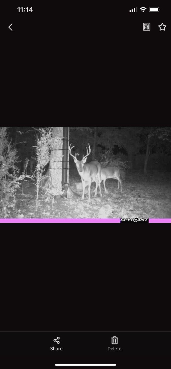 Armdady's tweet photo. @MarshallRamsey My backyard in Meridian #citydeer https://t.co/C30VDuP6nM