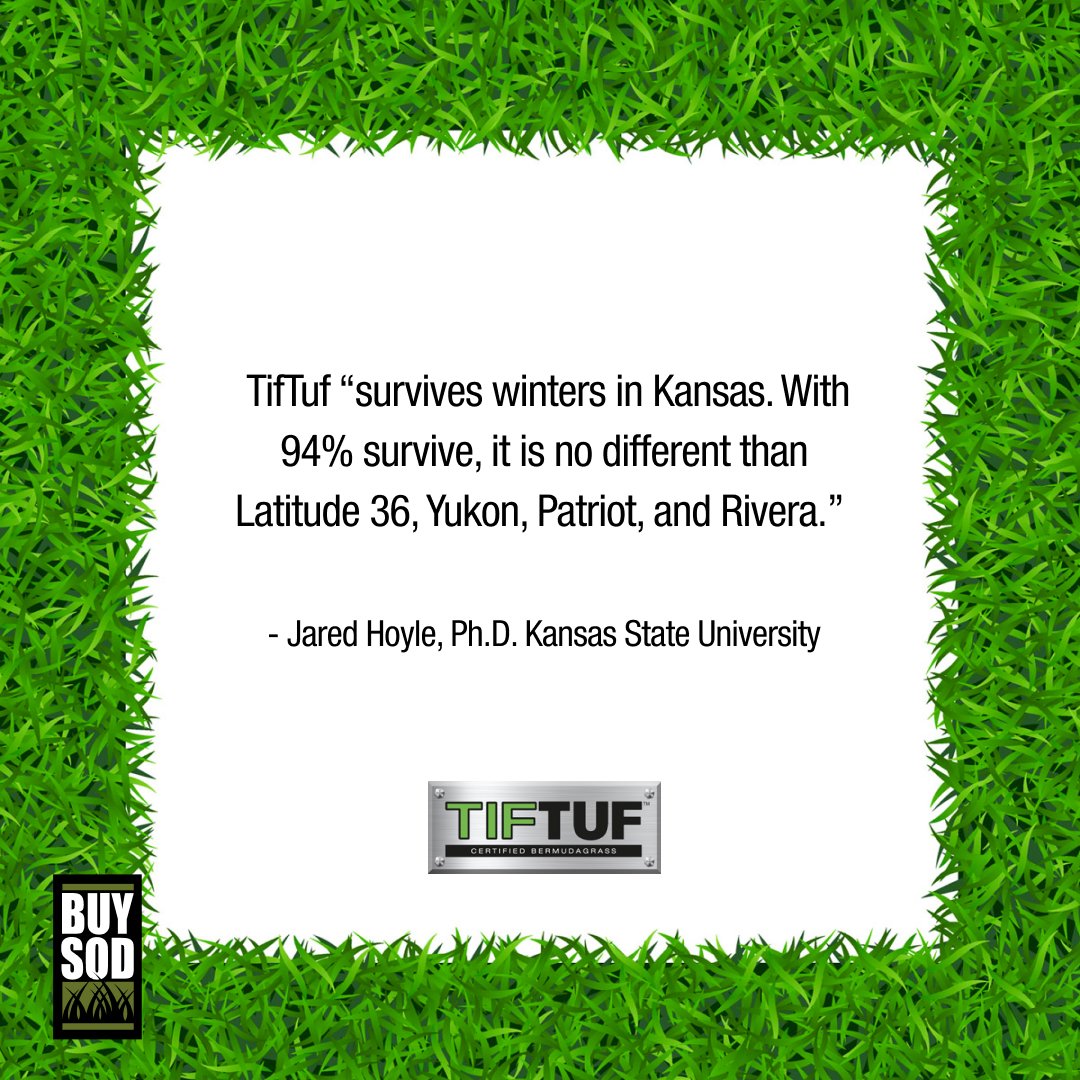 FACT: TifTuf was originally bred as one of 27,700 experimental bermudagrass genotypes. #turfgrass #tiftuf #bermudagrass #winter #coldtolerance #landscape #lawncare #golfcourse #buysod