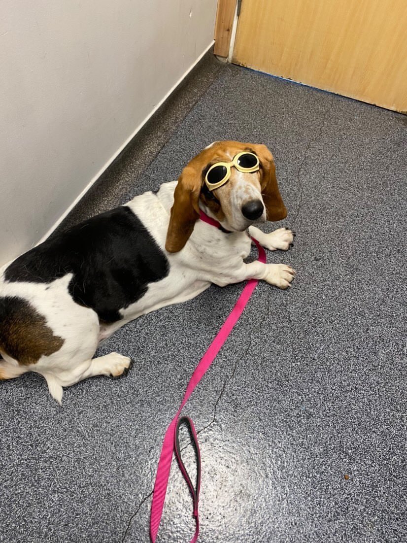 cryptoferganiq0's tweet photo. My sister brought our dog to the vet recently to get laser therapy and I need to show you all what dogs look like when they go to the vet to get laser therapy. https://t.co/kqQz80hC8t