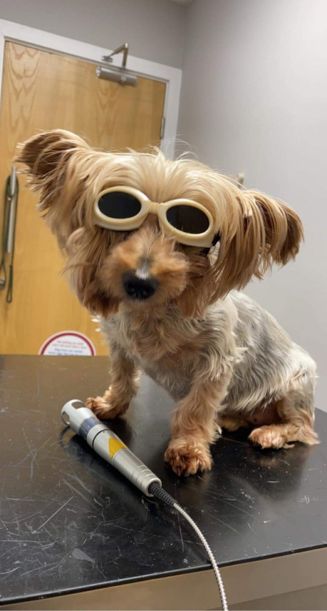 cryptoferganiq0's tweet photo. My sister brought our dog to the vet recently to get laser therapy and I need to show you all what dogs look like when they go to the vet to get laser therapy. https://t.co/kqQz80hC8t