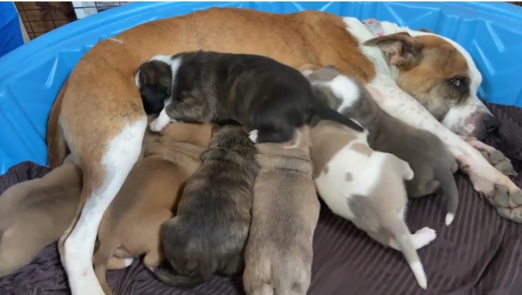 HugABull's tweet photo. Puppies!!! 

Help us help more dogs like this sweet mama and her babies 🐾 

https://t.co/8P30kNYLa4 

#hugabull #nonprofit #puppies #rescue #threeweeksold #feedingtime #bullypuppies #hungrypuppy #foster #fosterpuppies #fosteringsaveslives  #rescuedogsofinstagram #tiredmama https://t.co/uPYpN2QhfA