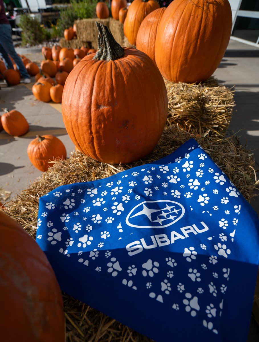 SchompSubaru's tweet photo. Thank you to everyone who came out to Bark-A-Boo yesterday for some puppy fun! Just a reminder we are donating $100 to Paws On The Ground Colorado for every dog adopted in October!

Gallery: https://t.co/GzKZiUz3fP https://t.co/qSicUexphP