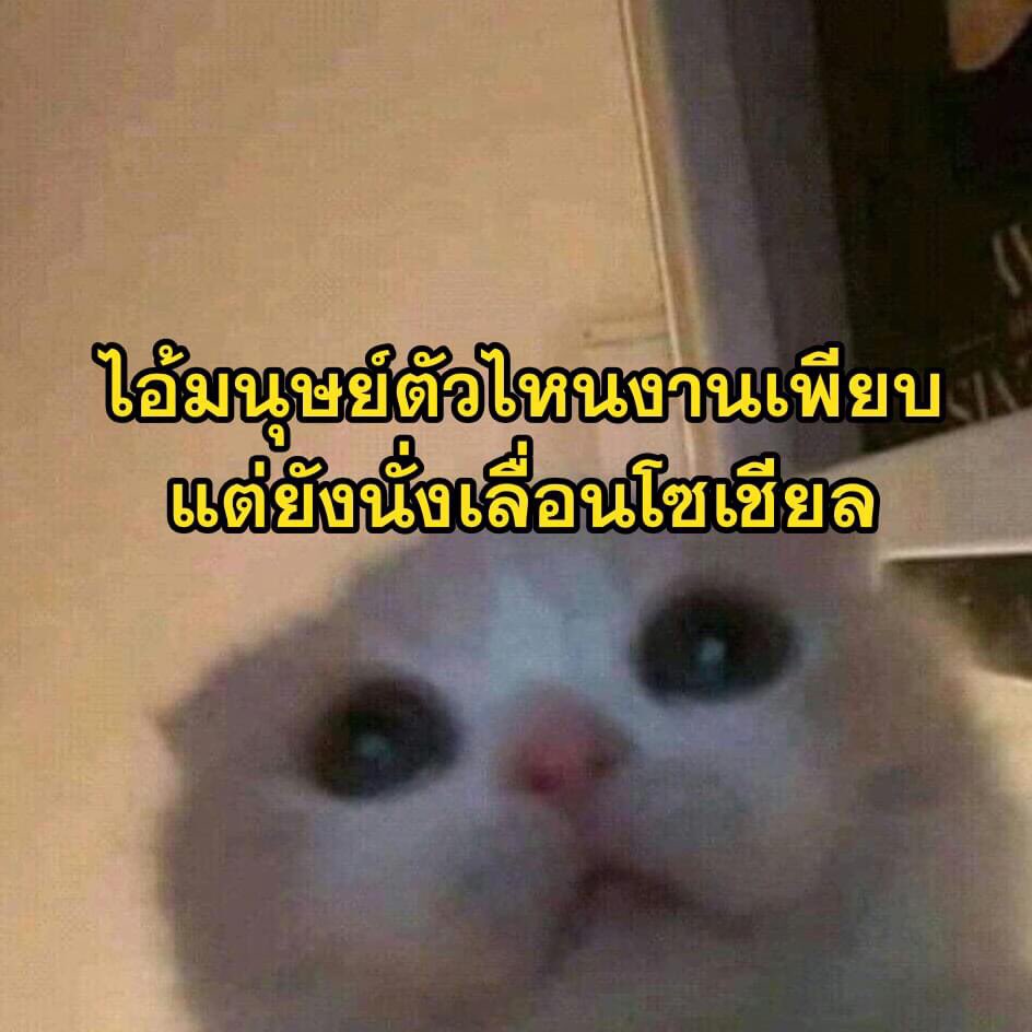 ช่างแม่ง🐰🏳️🌈 tweet media