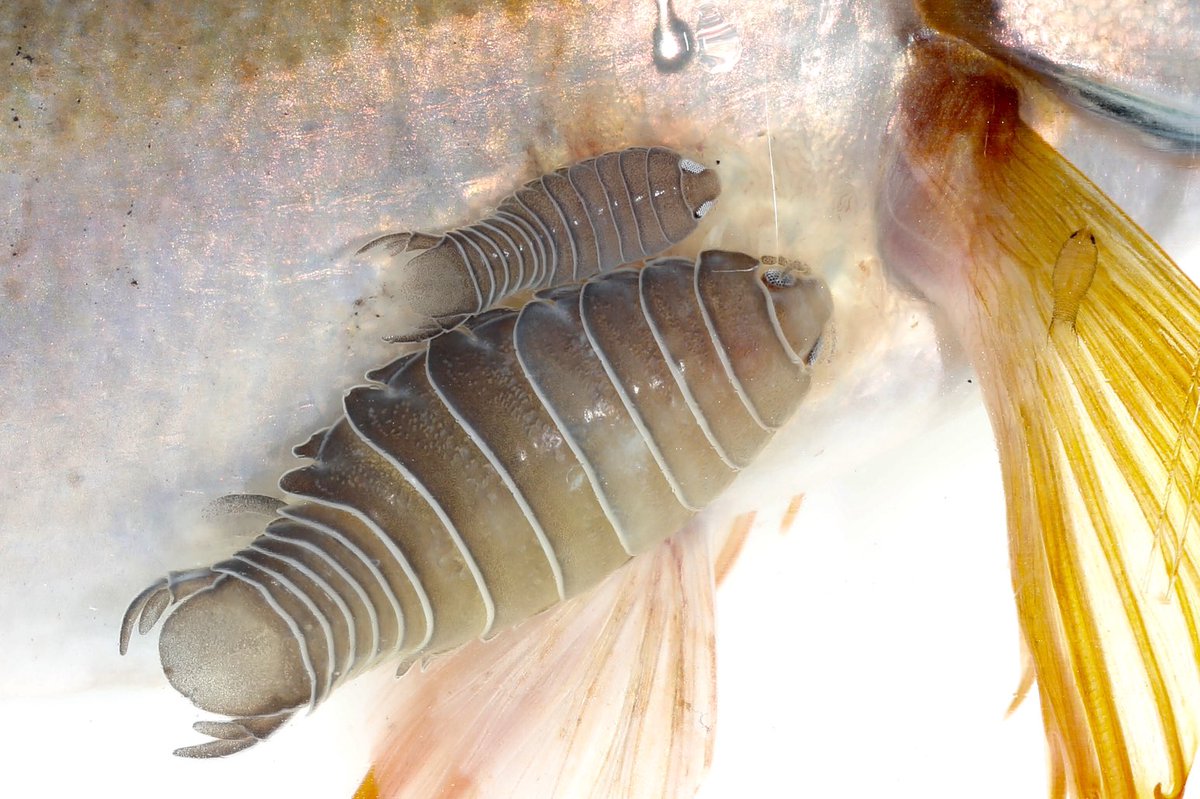 NicoJSmit1's tweet photo. Let Day A for #ParasiteABC continue! Here an Anilocra sp. from South Africa on a Two-tone fingerfin. Anilocra is the largest fish parasitic isopod genus (in numbers and size) and Anilocra capensis was the first ever fish parasite described from South Africa. #TeamParasite https://t.co/xNdoNSvkof