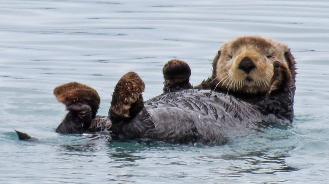 Reignmonday's tweet photo. @peachymiIktea Favourite things: Cheesecake and Otters! <3 https://t.co/bHIkLwo683