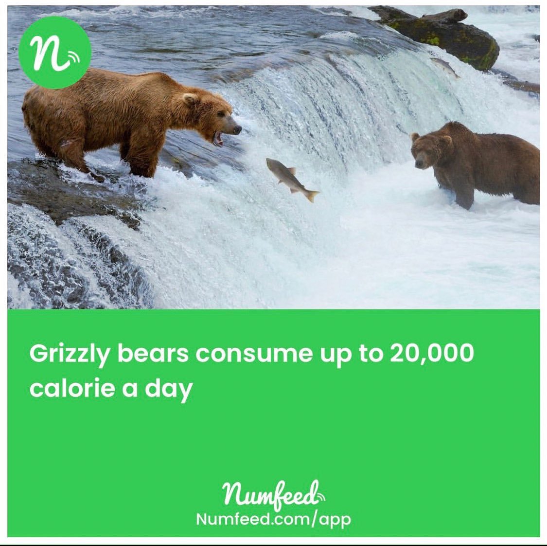 numfeed's tweet photo. Did you know!?🤓
#numfeed #contentcreator #daily #stories #facts #riddle #quiz #quotes #generalknowledge #digital #news #2021 https://t.co/iZvHB8oZvq