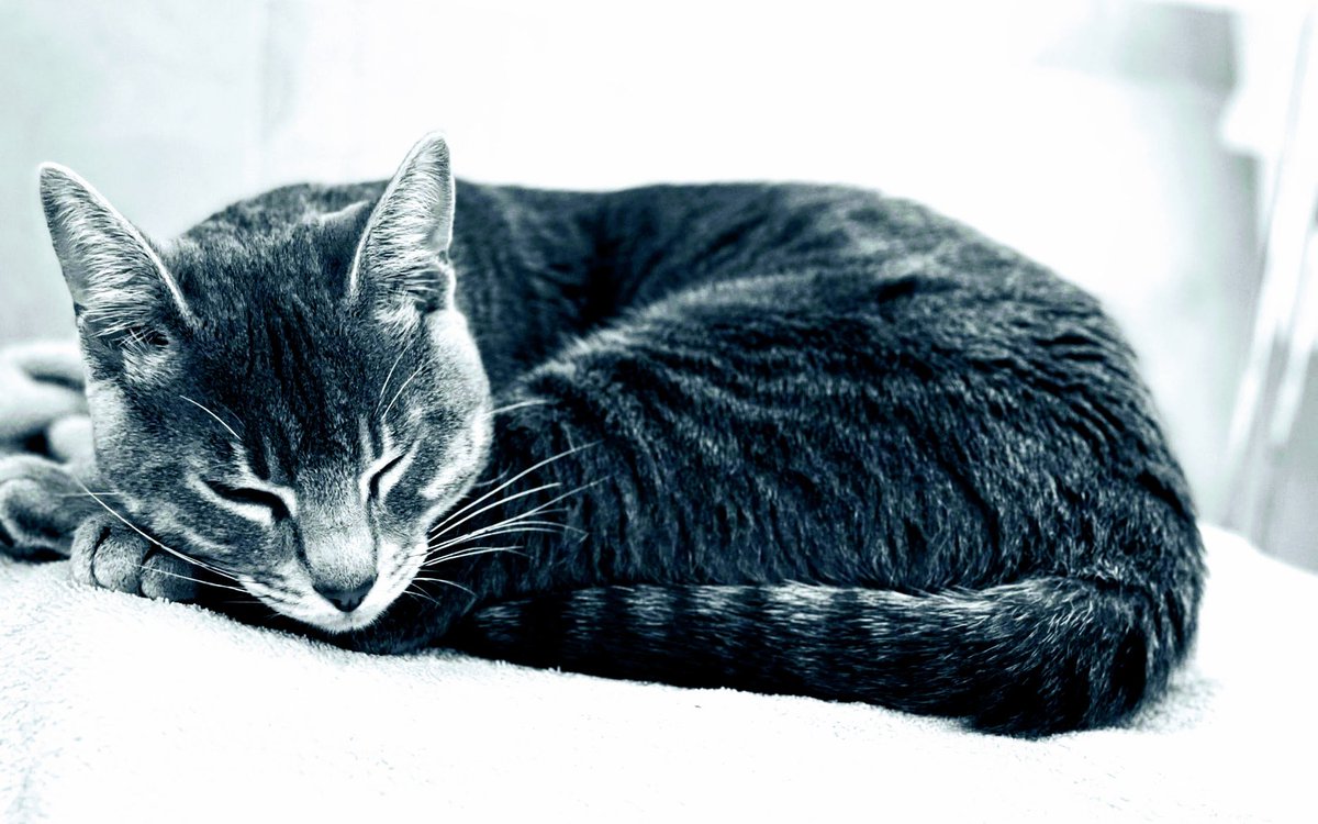 David Gasca tweet media