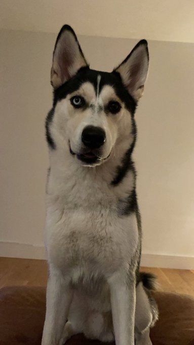 My Loki ❤️ https://t.co/tDgMSdyZbo<a href="/tag/newprofilepic"class="tags"><span>#newprofilepic</span></a>