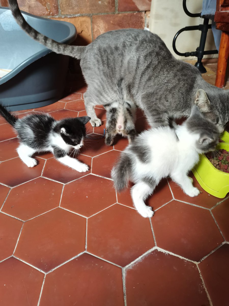 bellalvargas's tweet photo. ‼️RT SI PUEDEN PORFIS‼️

La gata de una compañera ha tenido gatitos y buscan adopción, Tenerife zona norte, os dejo las fotos de los peques: https://t.co/dE0YCBBhv1