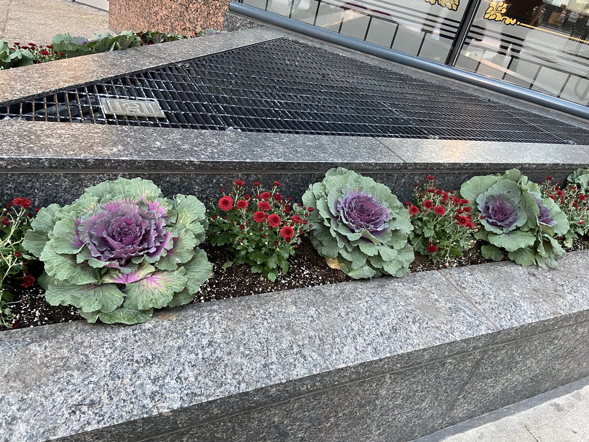 J_C_Perkins's tweet photo. Decorative cabbage season is upon us https://t.co/vqWEyLdwwM