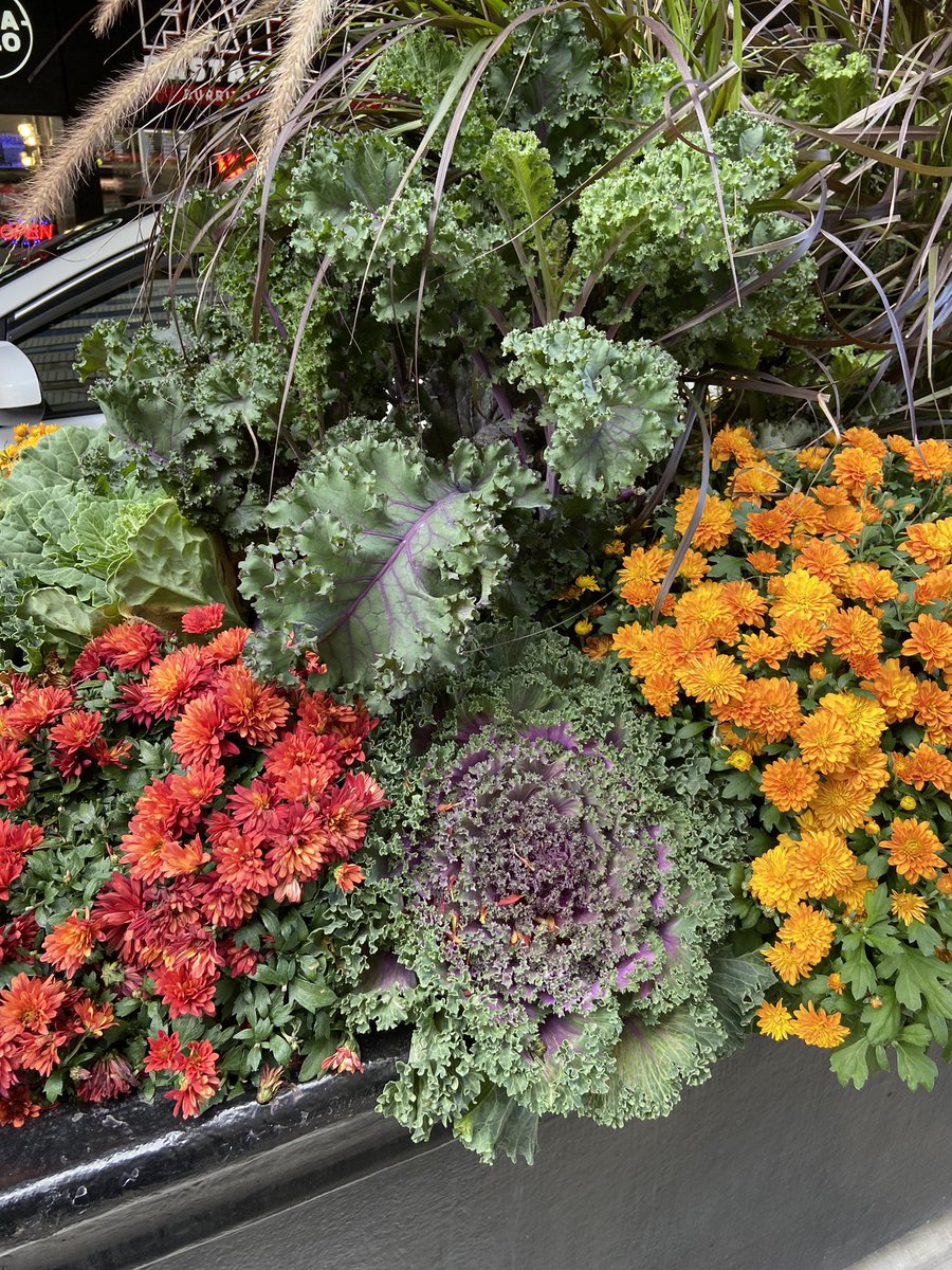 J_C_Perkins's tweet photo. Decorative cabbage season is upon us https://t.co/vqWEyLdwwM