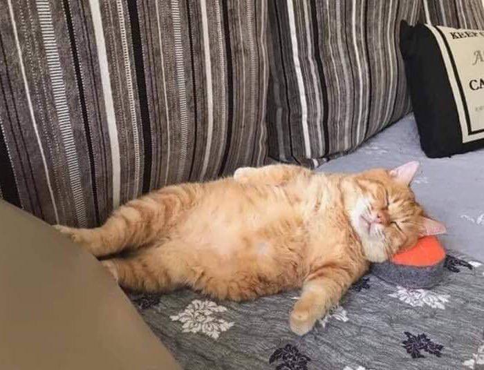 riccardogermani's tweet photo. Kitap okumaya başladıktan iki saniye sonra ben https://t.co/Re82k8yyef