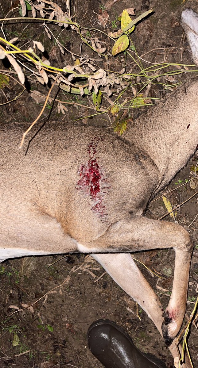 fixintoooutdoor's tweet photo. Smacked a nanny doe last night https://t.co/PhatvUCsDg