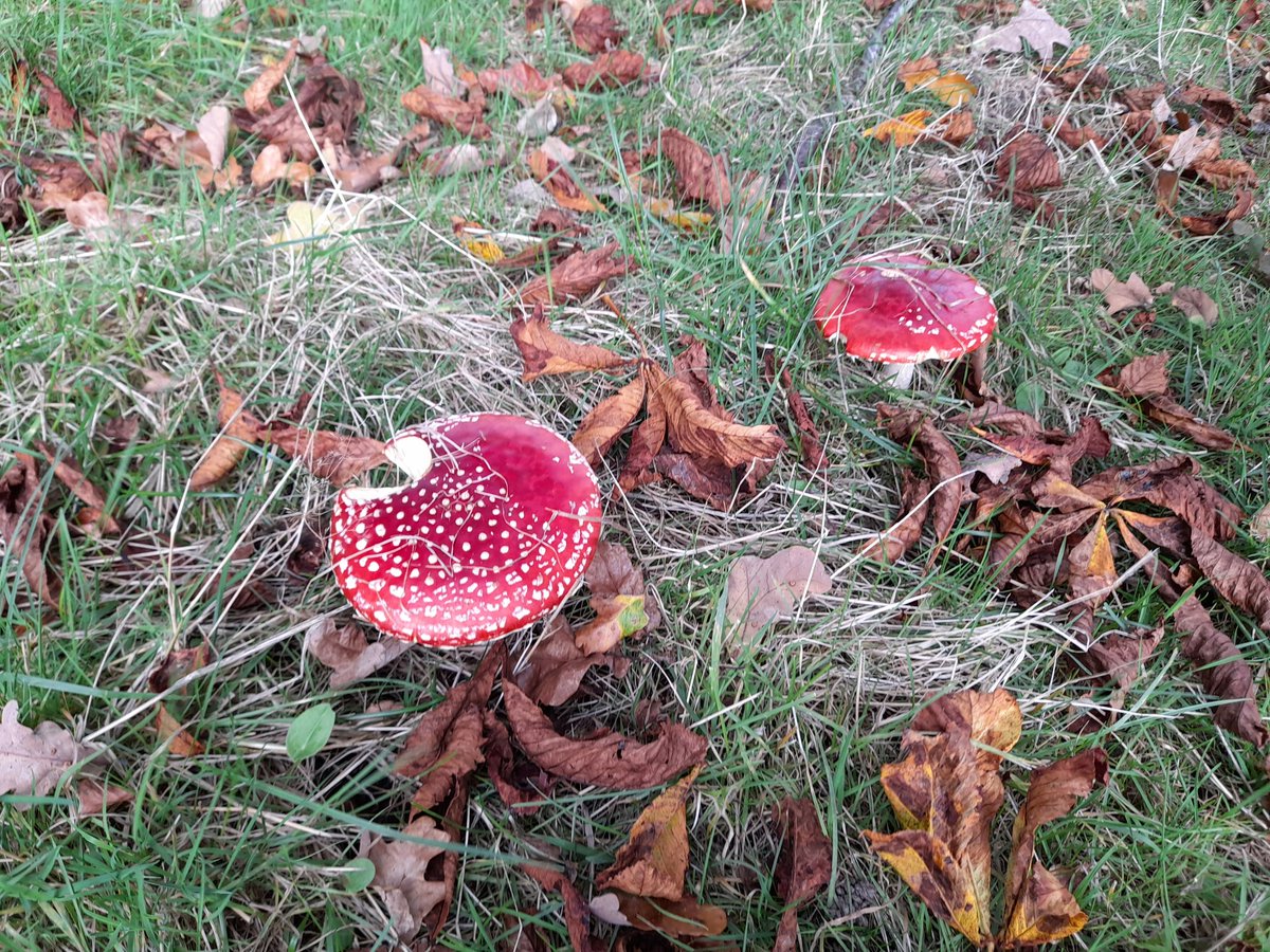 Awesome things you find when out #dragonspotting - as well as adorable dragons - we found a secret crescent of Amanita. 
They are so much more amazing in real life!!

#shropshire #octoberhalfterm #thingstodowiththekids
#dragonsofshropshire