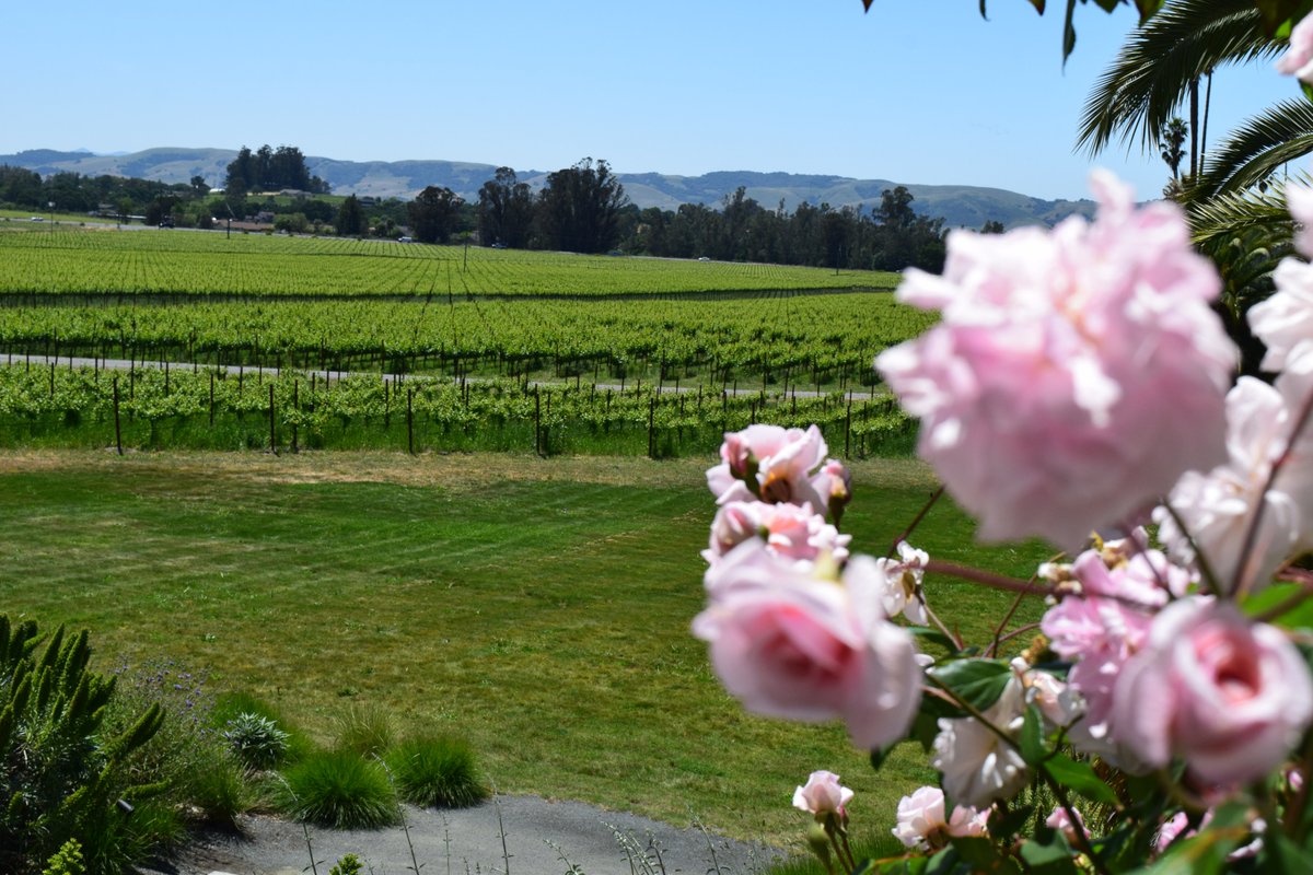 amylieberfarb's tweet photo. Do YOU like Wine Country?
Me too.
Which #wine destination(s) are your favorite?
Me: Sonoma County, New Zealand, Franciacorta Italy https://t.co/GJvqPgKKro