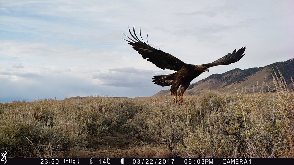 USGS_MT's tweet photo. New @USGS research suggests that scavenger species may limit the spread of wildlife diseases like #brucellosis by feeding on dead animals: https://t.co/KOVZOly1XB
#USGS_NOROCK #USGSEcosystems #GreaterYellowstoneEcosystem #RemoteCameras https://t.co/03JCK1RWvB