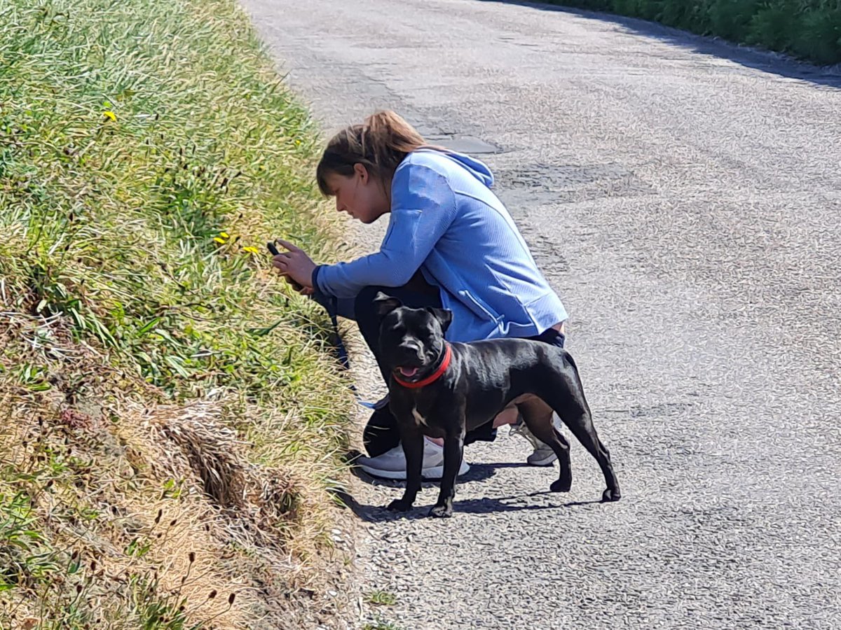 Liz_Downey_'s tweet photo. It’s a dog’s life 🐕 (except when you’re on a lead and have to stop every 10 steps to wait for your nature-obsessed owner to inspect/ photograph/ take samples of something)! #Rubydoo #Staffy https://t.co/gPS5Vy08RP