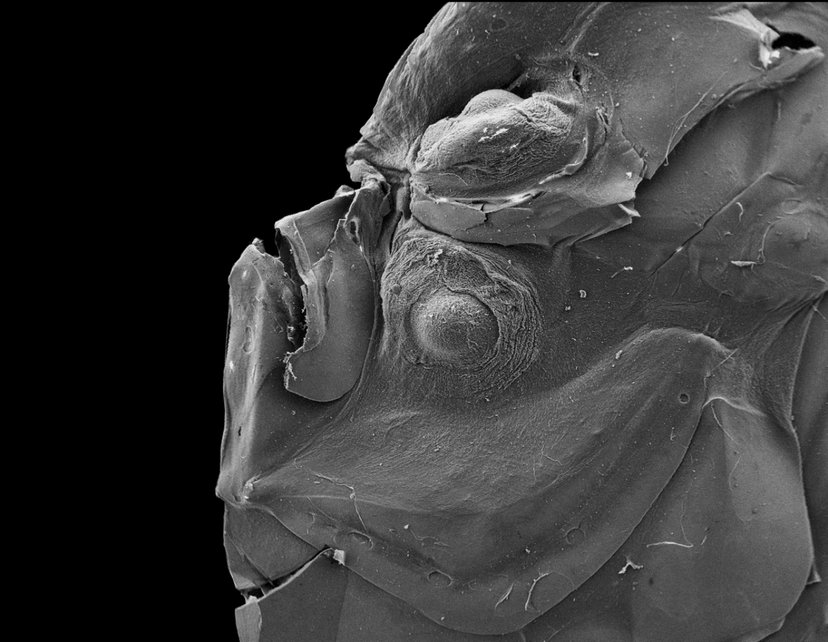 Fishguy_FHL's tweet photo. Both eyes on the left side? This one is a Bothid flatfish larva. SEM of a very flat little one.

#BioVizFHL https://t.co/a1e0pGE9Ho
