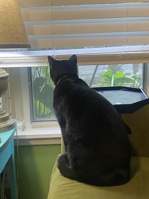 He wants to go outside and pway but it’s wainin’ ??? https://t.co/CUUOUgFfEt