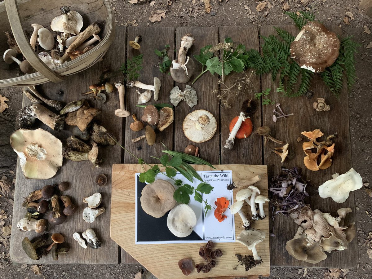 Over the weekend 30 people joined Taste the Wild on our Autumn Foraging with Fungi course and workshop. The autumn is a fantastic time to forage for mushrooms and we found some edibles, lots of inedibles and too many LBJs (little brown jobs) to count! 

#fungi #mushroom #foray