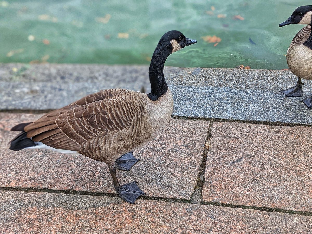 iamwaynegilbert's tweet photo. I had to Duckument these little ones... they were so cute. #NYC #DuckTales #HavingFun #QuackingUp #Photography πΈ @madebygoogle #Pixel4a5g #TeamPixel https://t.co/zpAs35m4m6