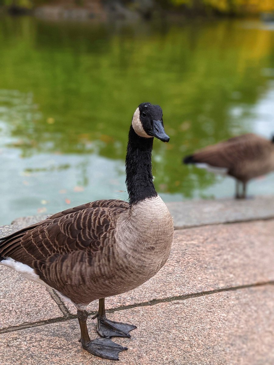 iamwaynegilbert's tweet photo. I had to Duckument these little ones... they were so cute. #NYC #DuckTales #HavingFun #QuackingUp #Photography πΈ @madebygoogle #Pixel4a5g #TeamPixel https://t.co/zpAs35m4m6