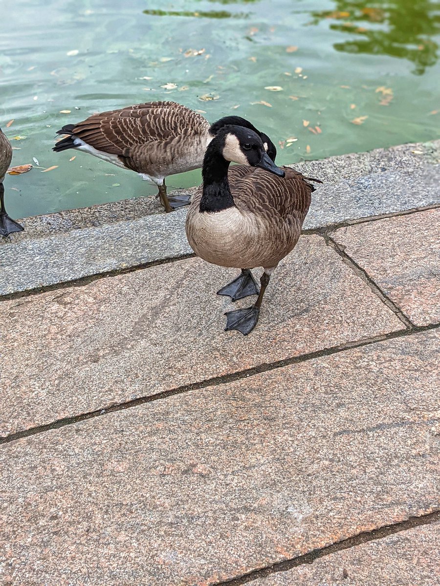 iamwaynegilbert's tweet photo. I had to Duckument these little ones... they were so cute. #NYC #DuckTales #HavingFun #QuackingUp #Photography πΈ @madebygoogle #Pixel4a5g #TeamPixel https://t.co/zpAs35m4m6