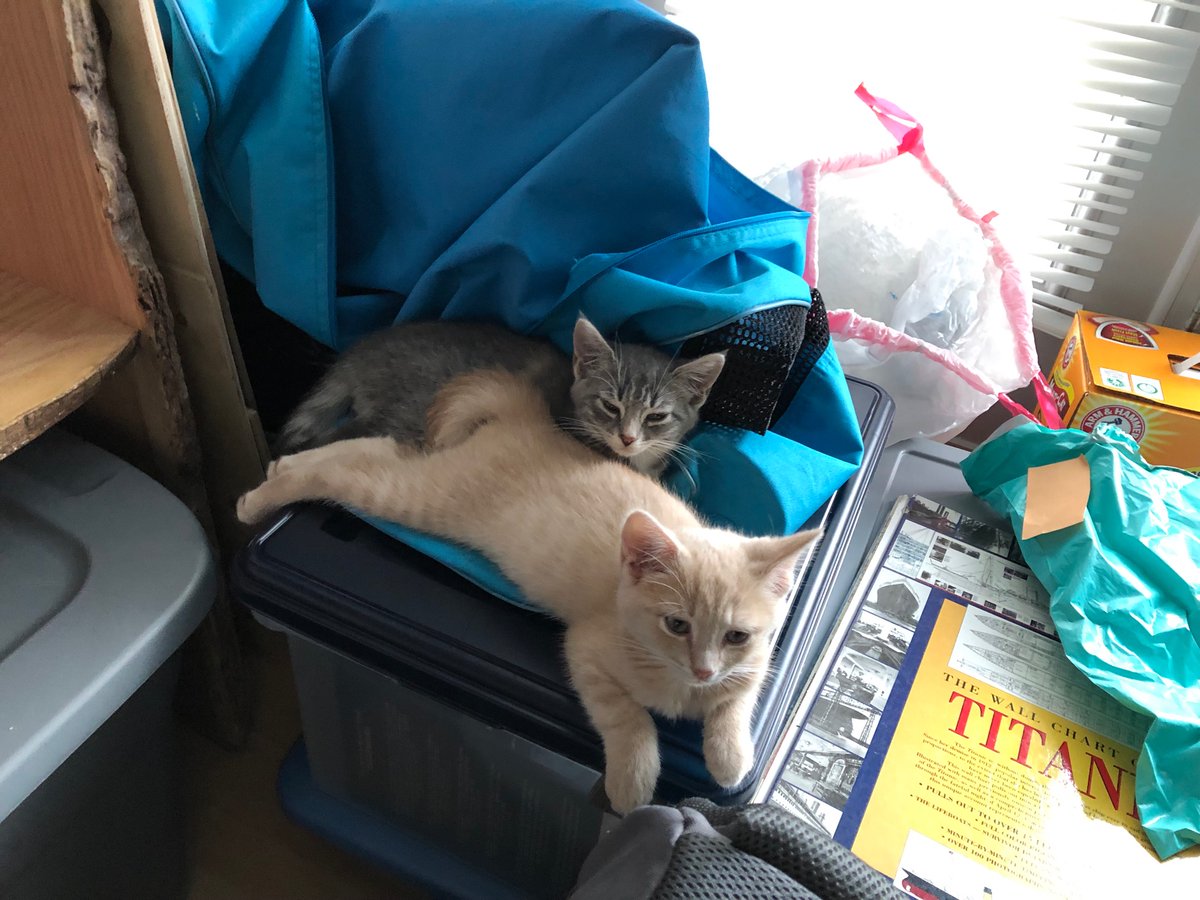 GregTourial's tweet photo. @amyleerosen We brought home two new sister kittens this weekend. Meet Donna (orange) and C.J. (gray) https://t.co/XpmowBZpLv