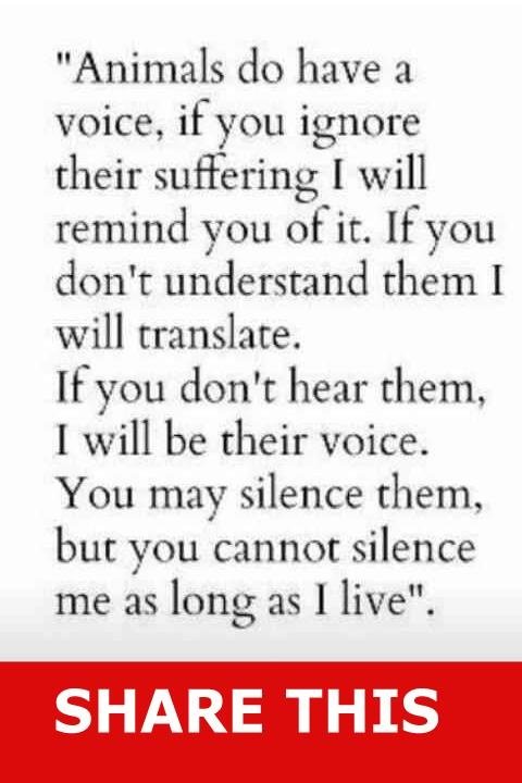 LorraineWardle2's tweet photo. There is NO #compassion #NoEmpathy whatsoever #MyNeighbours 80+ bought a #puppy, the dog will outlive them both. #MyNeighbour bought a collie both suffering copd ..needs exercise knowing he will suffer. #MyNeighbour is a fkg #TerrierMan owns a beautiful #IrishTerrier..knowing.π€¬ https://t.co/QAxS2Y3FFK