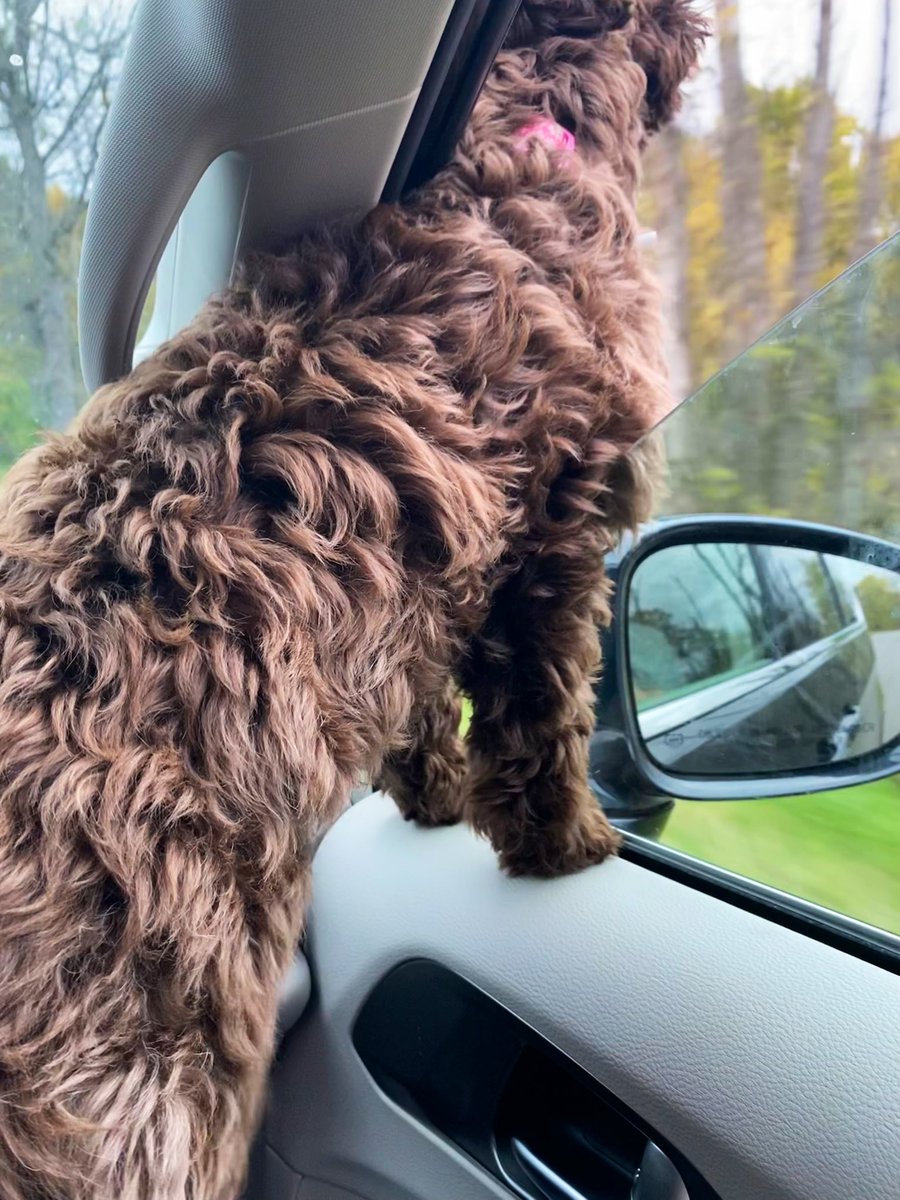 cleoandcassie's tweet photo. Where to? #roadtrip #dogsoftwitter #dogs #onlywaytotravel https://t.co/ka72DGBO1F