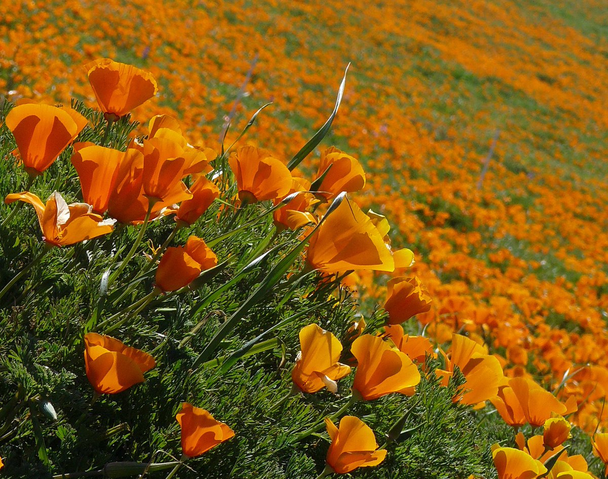 javierolisan's tweet photo. ¿Sabías qué? La Amapola de California (Eschscholzia californica) ayuda a calmar el nerviosismo. Contribuye a una óptima relajación, favorece la inducción y profundidad del sueño y mejora la calidad del descanso nocturno. https://t.co/pCYzZ9S0g4