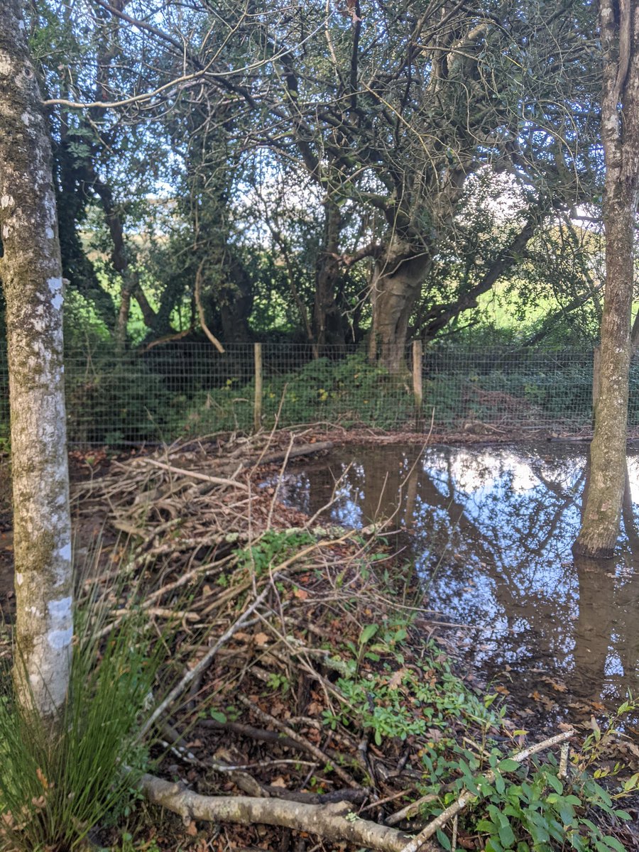 ElliotKett's tweet photo. ...the way Chris farms seems a long way from the rewilding / sustainable intensification debates - here food production and nature co-exist, in a 'beautifully shaggy' way. 

Ta for having Chris! (End) https://t.co/SV5jWJmAKZ