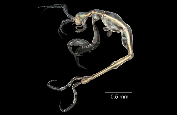 6 days till Halloween...imagine meeting this Skeleton Shrimp hiding in the dark.