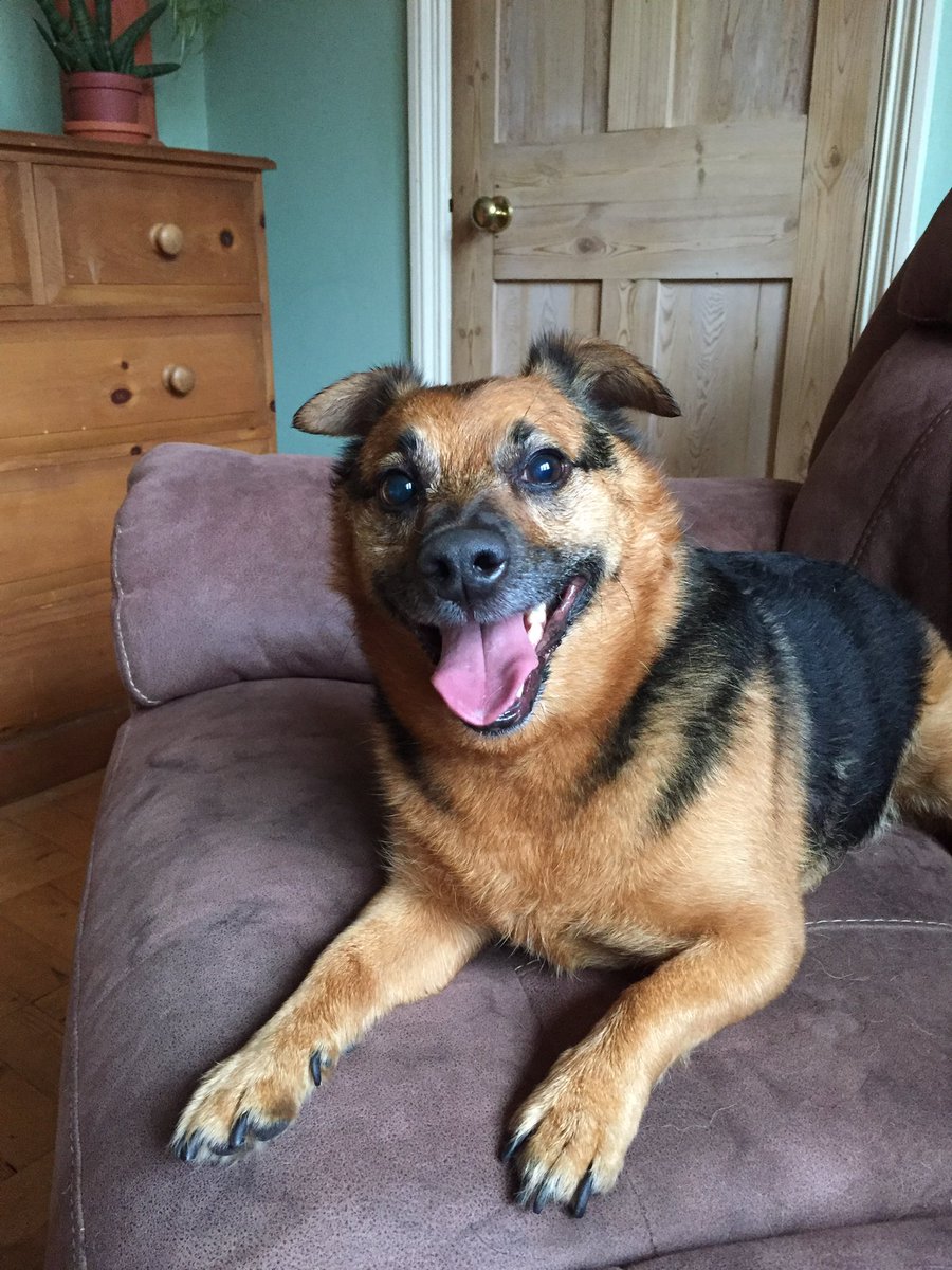 Hi everyone! I’m Ted and I’m looking for some new frens. I’m 8 years young and a rescue from Dog’s Trust living my best life in Brighton 🐶☀️

#DogsofTwittter #dogs #rescue #AdoptDontShop