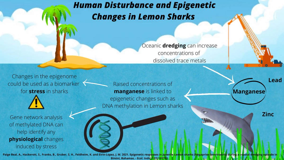 #MVEC twitter infographic challenge set by @BrendanGodley &amp; @VJHobson! Looking at anthropogenic disturbance and epigenetic changes in #lemonsharks. A fantastic paper by <a href="/snhackerott/">Serena Hackerott</a> et al. - check it out here! doi.org/10.1016/j.ecol…