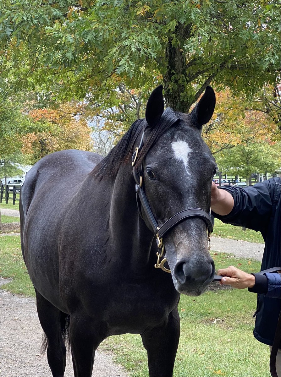 It’s All About the Girls strikes on day 1 of the @FasigTiptonCo October sale for this pretty daughter of Tapwrit from @Gainesway to be trained by Kelsey Danner!