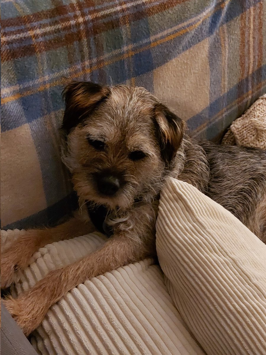 BarneyBooBT's tweet image. Thanks Mum for making a nice cosy place for me - oh you only got up to do something and were coming back?? Nevermind, seems a shame to ask me to move 😉 #BTPosse
