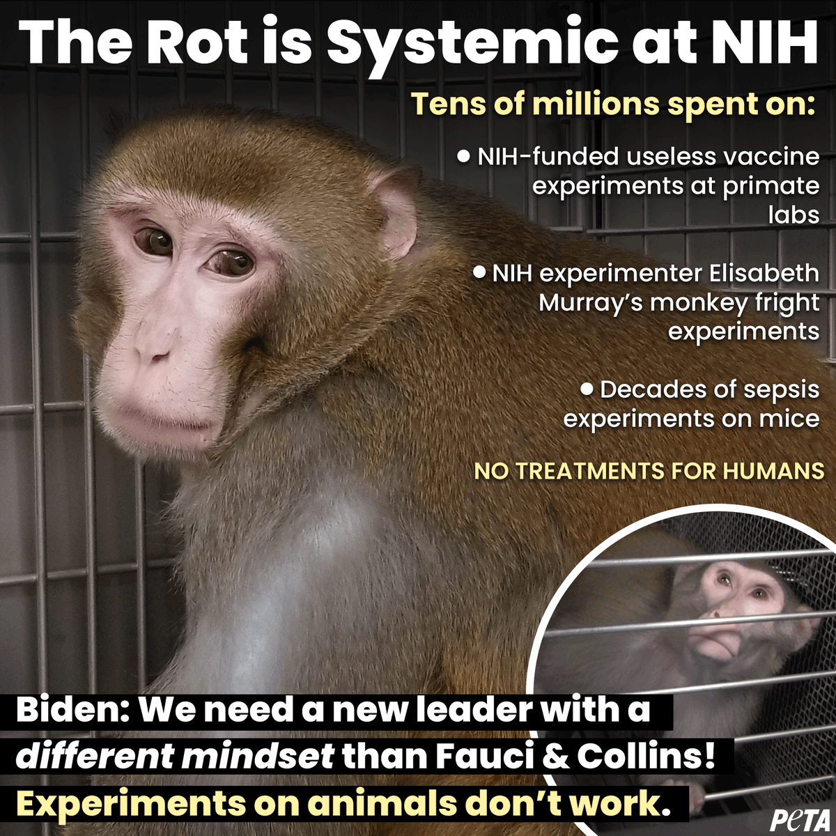 peta's tweet photo. Pres. @JoeBiden: Wasting money torturing dogs, monkeys, mice, &amp; other animals in experiments DOESN’T HELP HUMANS.

Join us in urging @POTUS to choose an @NIH leader who supports our Research Modernization Deal—not animal experiments. https://t.co/ZoGyXEeAyC #FauciLiedDogsDied https://t.co/VtgTyJ3uHD