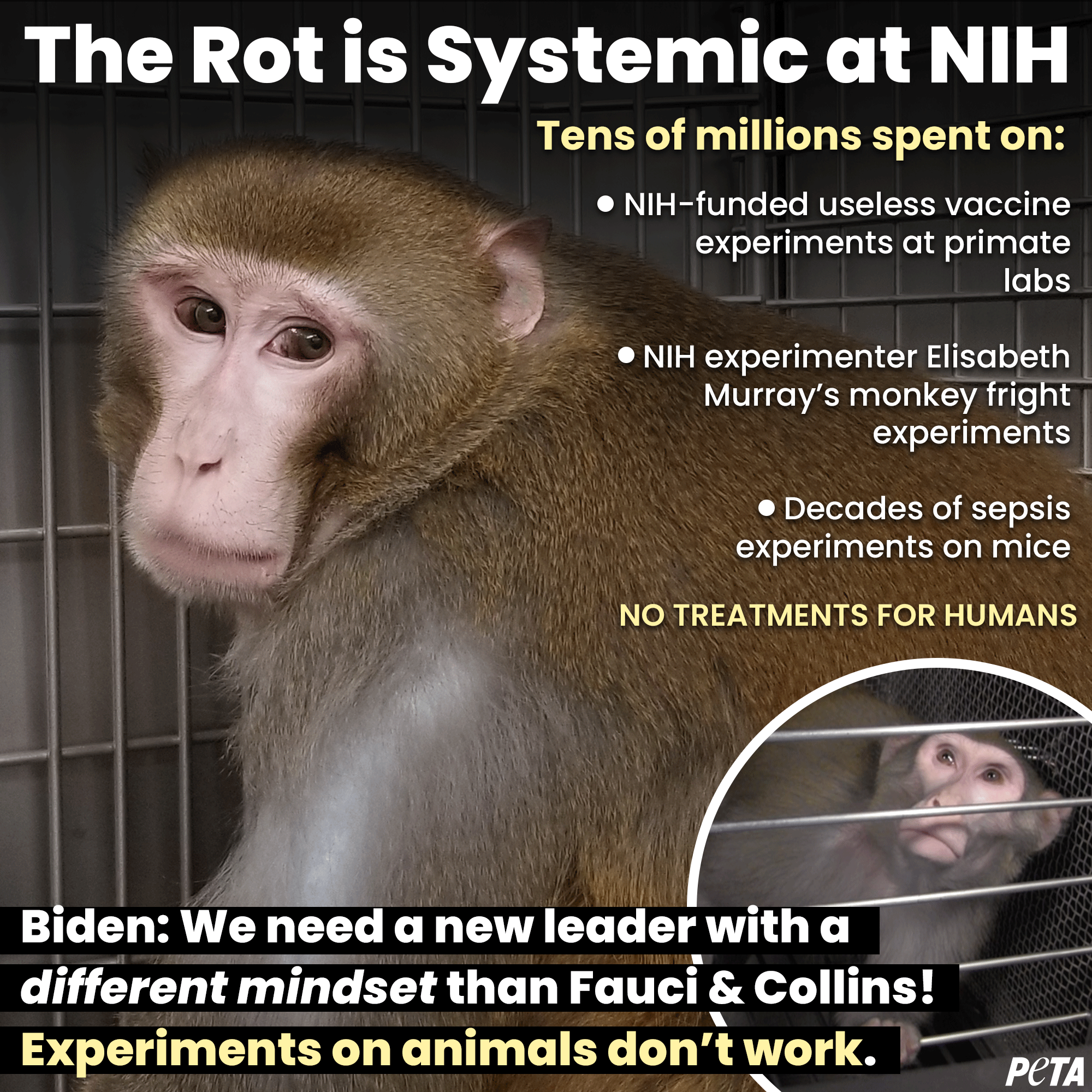 PETA on Twitter: PETA on Twitter: