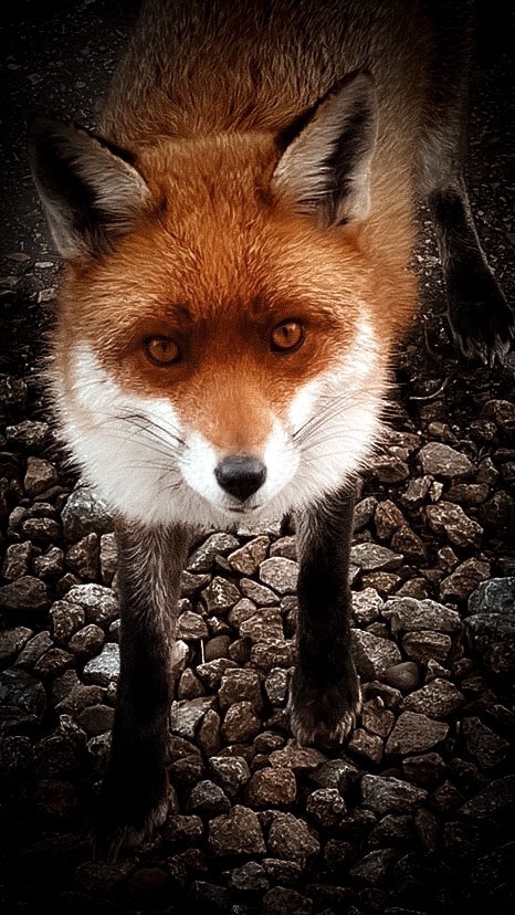 ShutterMoments1's tweet photo. @GaryBlack1970 @Natures_Voice @RSPBScotland https://t.co/3ghg9THNGx